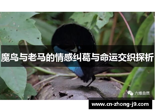 魔鸟与老马的情感纠葛与命运交织探析